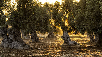 Wie viele Olivenbäume gibt es in Andalusien?