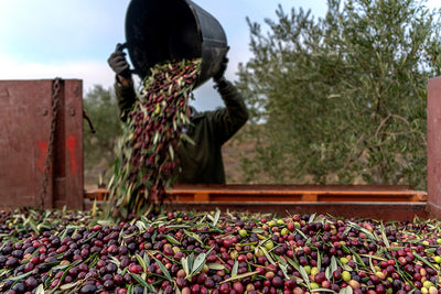Woraus wird spanisches Olivenöl gewonnen?