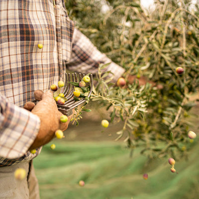 Welche Olivensorte ist typisch für Spanien?