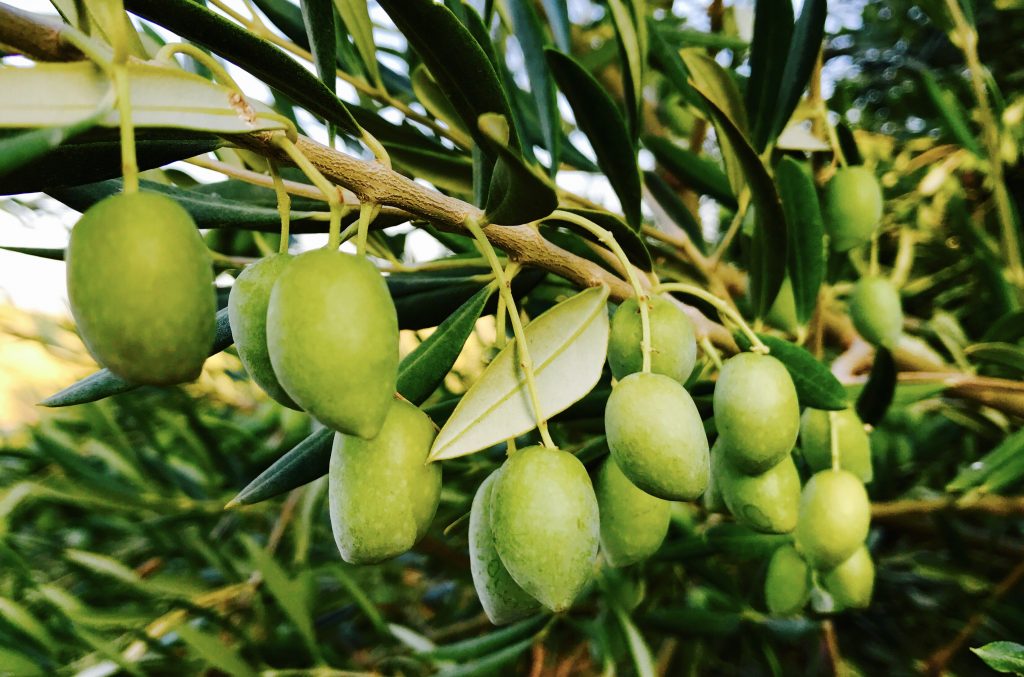 Was bedeutet Picual bei spanischen Olivenöl?